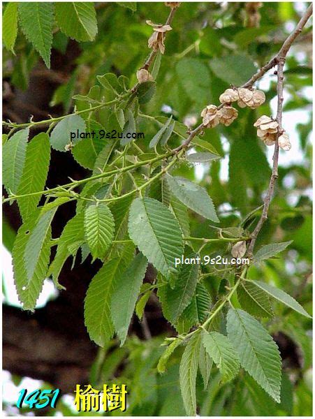 榆錢樹 榆樹|榆樹(落葉喬木植物):形態特徵,主要品種,生長習性,分布範圍,繁殖方。